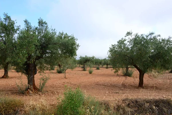 Drzewo Oliwne Hiszpanii — Zdjęcie stockowe