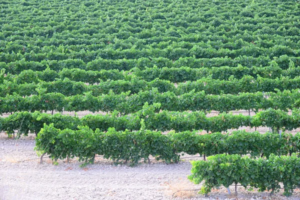 Weinfeld Weinberg Landwirtschaft Plantage — Stockfoto