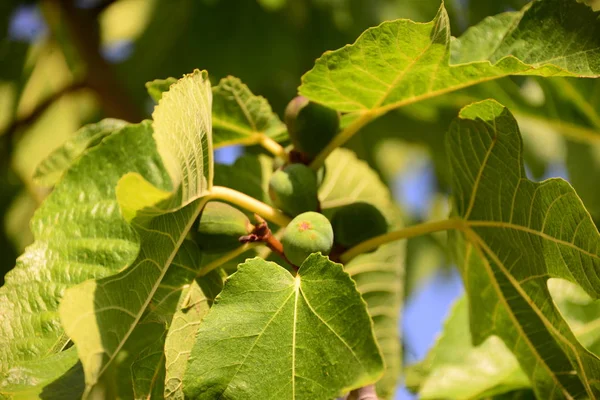 Feigenbaum Grüne Blätter Des Obstbaums — Stockfoto