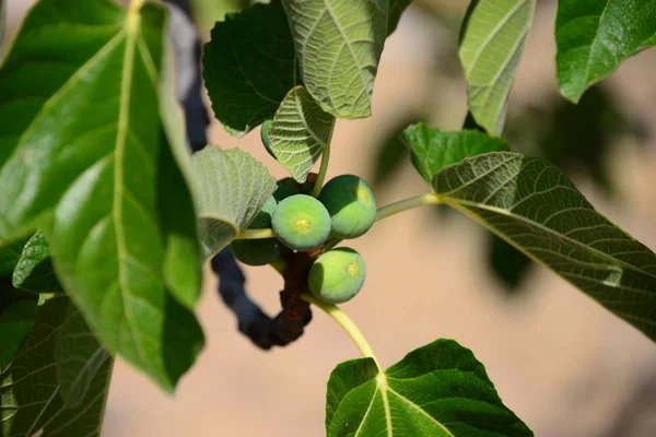 イチジクの木果樹の緑の葉 — ストック写真