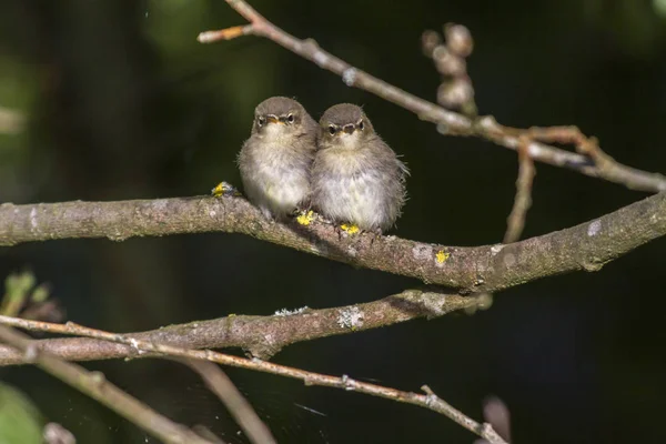 Vista Panorâmica Majestoso Warbler Natureza — Fotografia de Stock