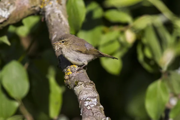 Whitethroat Sitting Branch — Stock Photo, Image