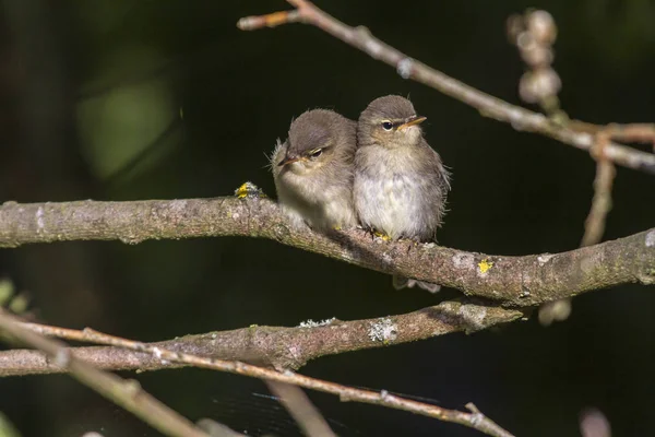 Scenic View Majestic Warbler Nature — Stock Photo, Image