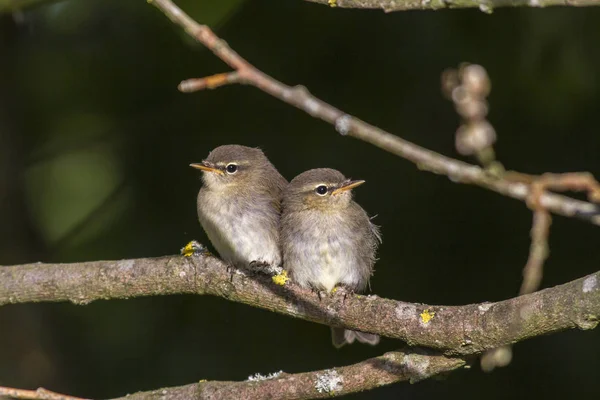 Scenic View Majestic Warbler Nature — Stock Photo, Image