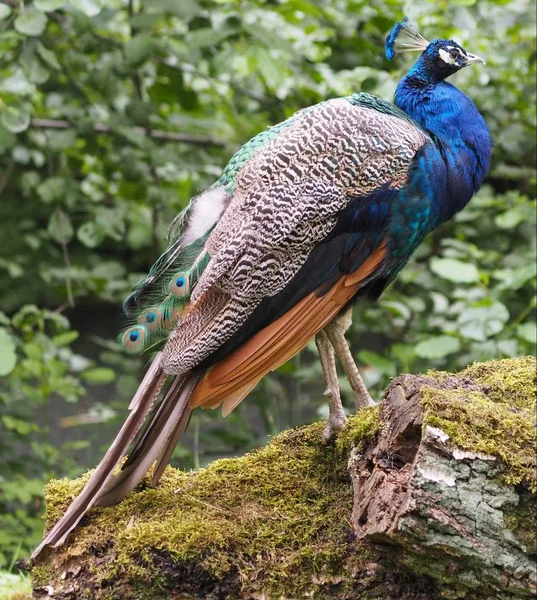 孔雀鸟在野外生活的景致 — 图库照片