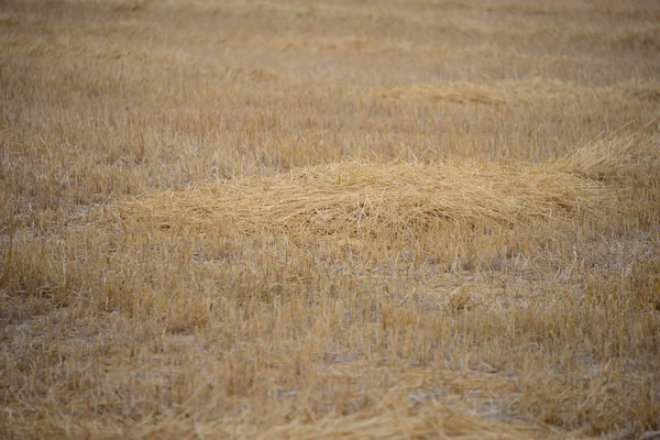 Vista Campo Milho Conceito Agricultura — Fotografia de Stock