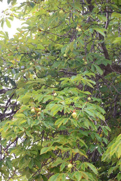 Árvore Paisagem Verão Folhagem Verde — Fotografia de Stock