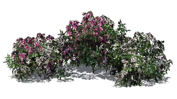 Azalee Blüte Isoliert Auf Weißem Hintergrund — Stockfoto