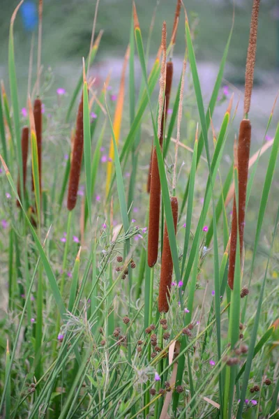 Broadleaf Caterpillar Cattail Typha Latifolia Stem Butt — Stok fotoğraf