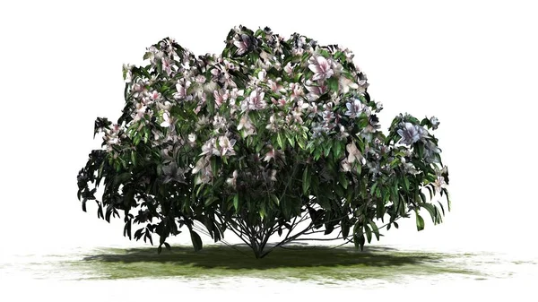 Лазалія Квітці Ізольована Білому Тлі — стокове фото