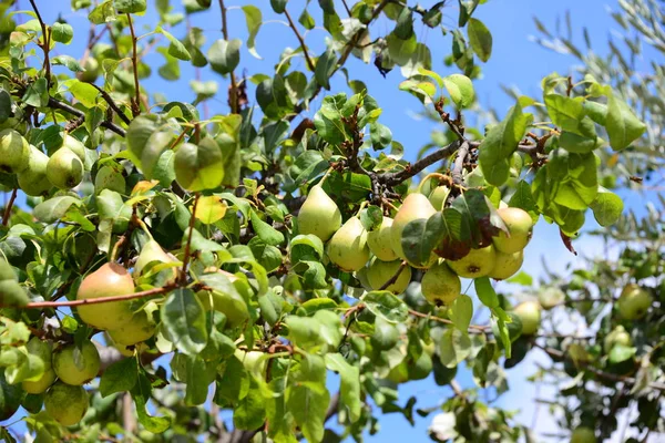 Peral Árbol Frutal Verano Flora Follaje — Foto de Stock