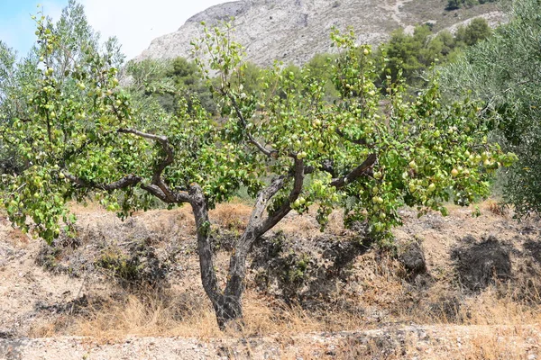 Pear Tree Spain — Stock Photo, Image