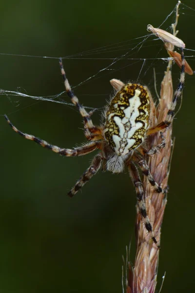 Closeup Του Bug Στην Άγρια Φύση — Φωτογραφία Αρχείου