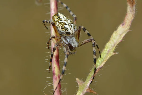 Oak Leaf Wheel Spider — Stock Photo, Image