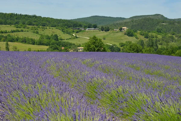 Blommande Lavendel Blommor Provence Arkiverade — Stockfoto