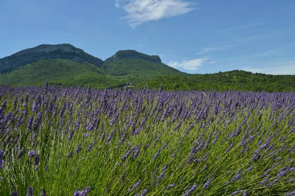 Lavender Fields Roanne — 图库照片