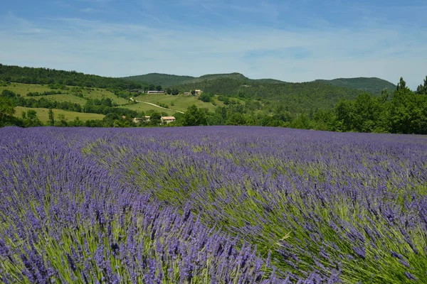 Lavender Fields Roanne — 图库照片