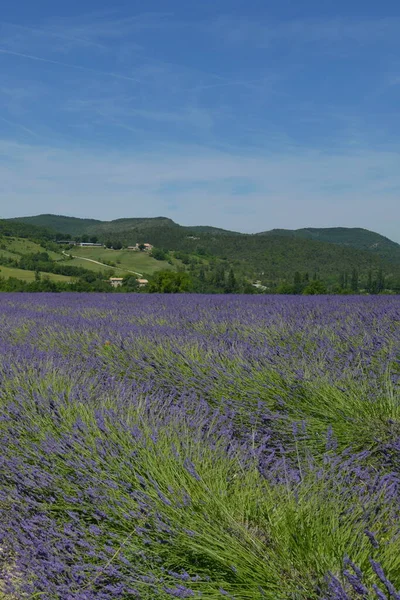 Lavender Fields Roanne — 스톡 사진