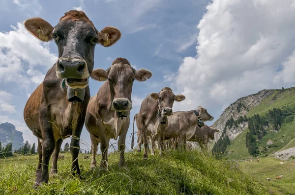 Vista Panorâmica Vacas Campo — Fotografia de Stock