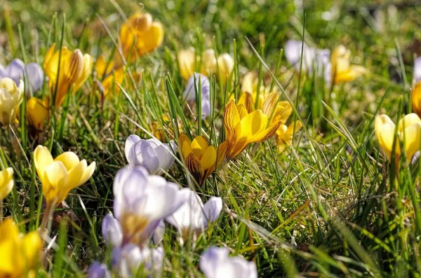 Krokusse Blühende Blumen Der Natur Flora — Stockfoto