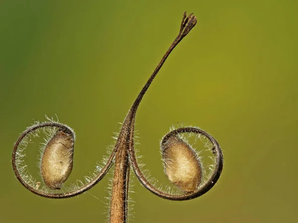 草甸鹤的种子 Geranium Pratense — 图库照片