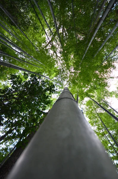 Famous Bamboo Grove Arashiyama Kyoto Japan — Stock Photo, Image