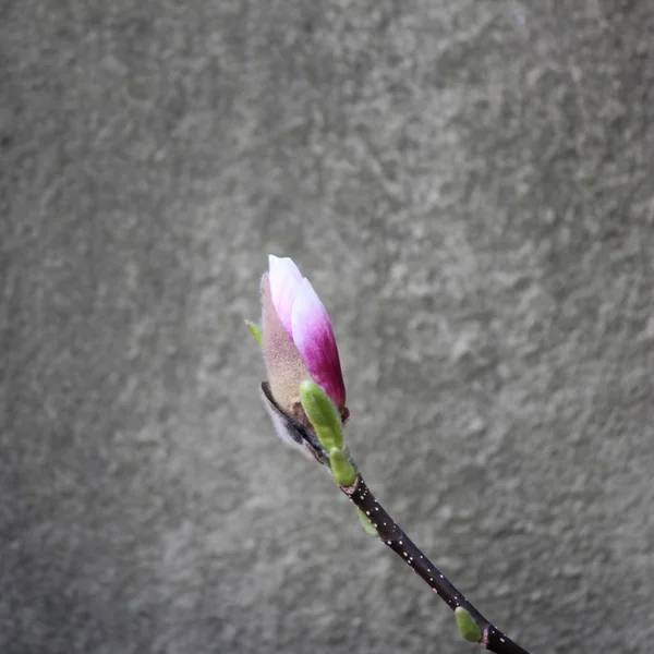 Blooming Magnolia Tree Flower Petals — Stock Photo, Image