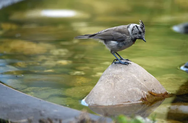 Vista Cênica Belo Pássaro Titmouse — Fotografia de Stock