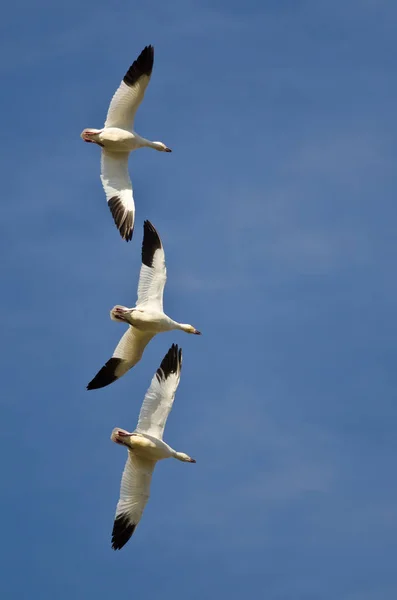 Tre Snögäss Flyger Blå Himmel — Stockfoto