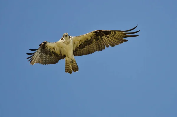 Osprey Letí Modré Obloze — Stock fotografie