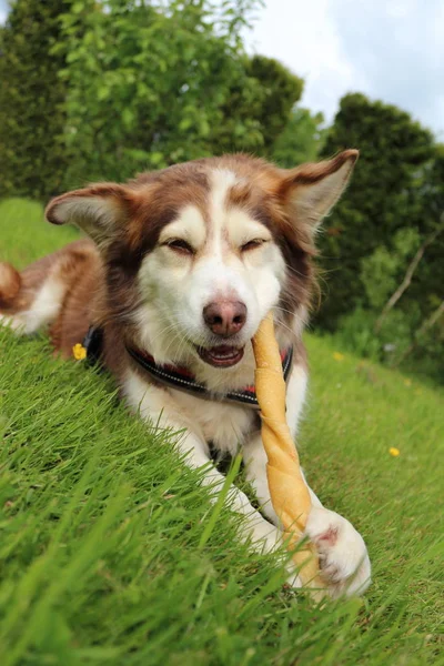 dog is chewing on chewing bones