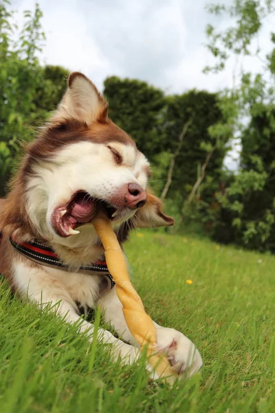 Hund Kaut Kauknochen — Stockfoto