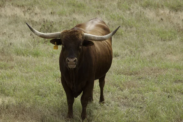 Dlouhorohý Býk Poli Texasu — Stock fotografie