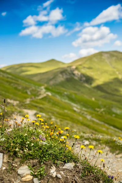 Łąka Alpejska Dzikimi Kwiatami — Zdjęcie stockowe