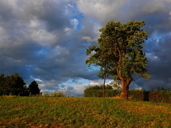 Paisagem Com Árvore Sol Noite Antes Nuvens Escuras — Fotografia de Stock