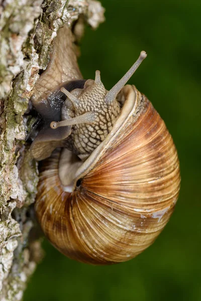 Roman Snail Helix Pomatia Weinbergschnecke Crawling Tree Trunk — Stock Photo, Image