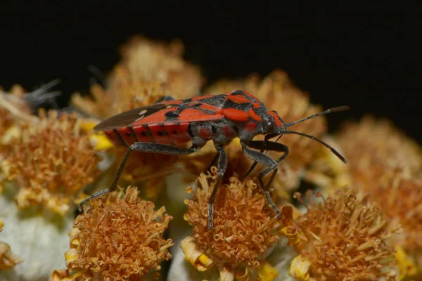 Kanel Torkad Blomma — Stockfoto