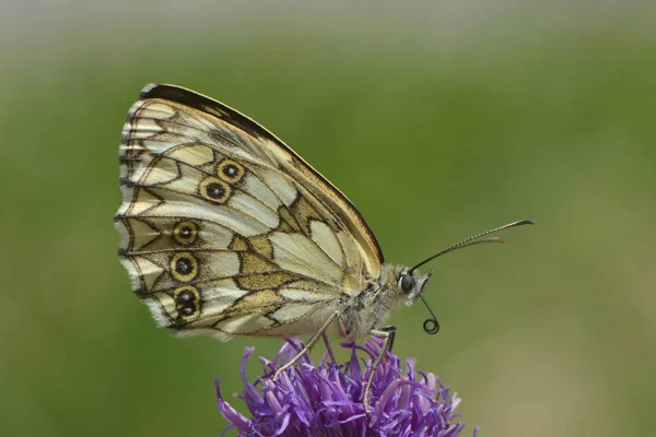Šachovnicový Motýl Květinové Louce — Stock fotografie
