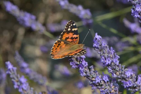 painted lady on lavender