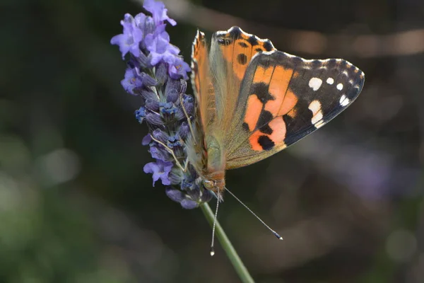 painted lady on lavender