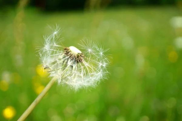 Nahaufnahme Eines Löwenzahns Sommer — Stockfoto