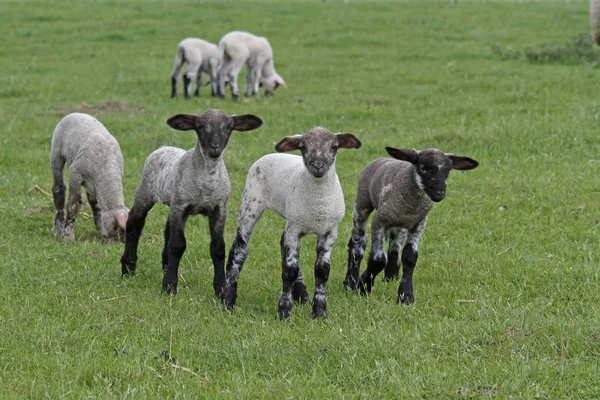 Happy Lambs Meadow — Stock Photo, Image