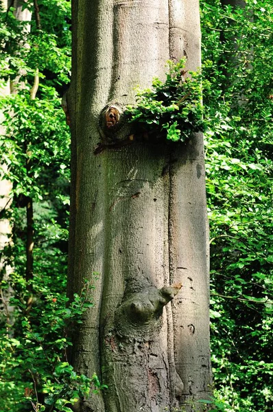 Benrather Park Eski Bir Meşe Ağacı — Stok fotoğraf