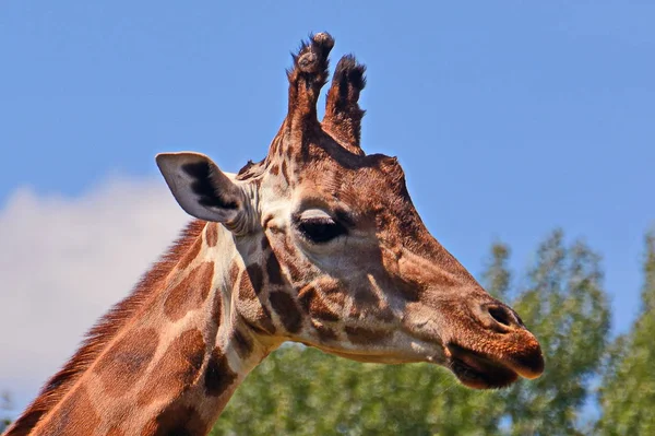 Hohes Giraffentier Afrikanisches Pflanzenfressendes Säugetier — Stockfoto