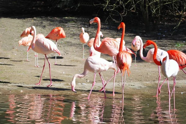 Vista Panorâmica Flamingos Majestosos Natureza — Fotografia de Stock