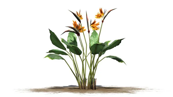 Uccello Del Paradiso Fiore Strelitzia Sfondo Bianco — Foto Stock