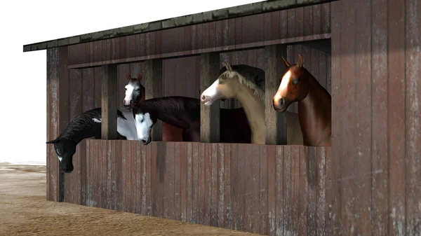 Horses Stable White Background — Stock Photo, Image