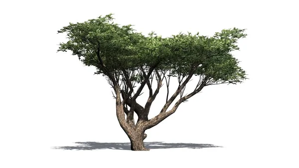 白地にアカシアの木 — ストック写真