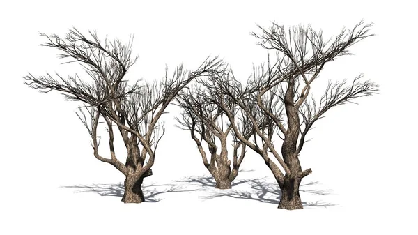 Drzewo Akacjowe Zimą Białym Tle — Zdjęcie stockowe