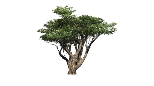 Beyaz Arkaplanda Akasya Ağacı — Stok fotoğraf